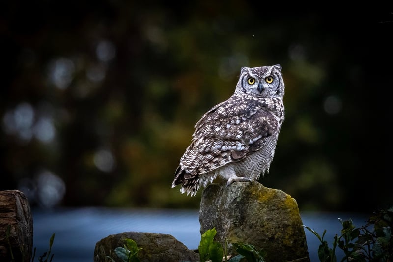 Wildlife Awareness